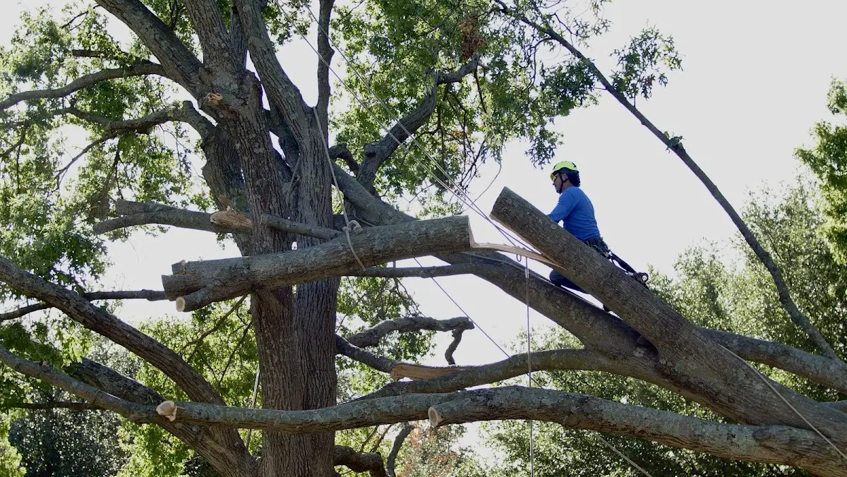Professional Crown Thinning performed by certified arborists in Cecil