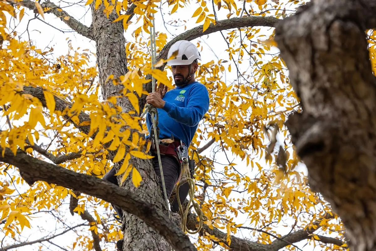 Skilled Storm Damage Cleanup crew working in Cecil